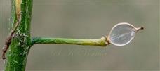 Dehisced fruit